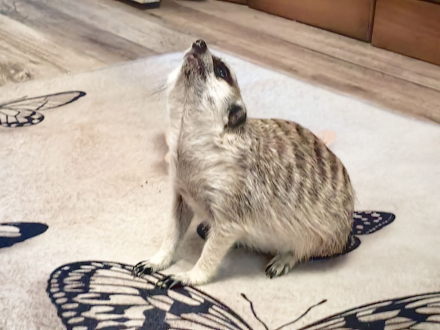 сурикаты, одежда для экзотов, финик и марта, костюмы, дизайнер,