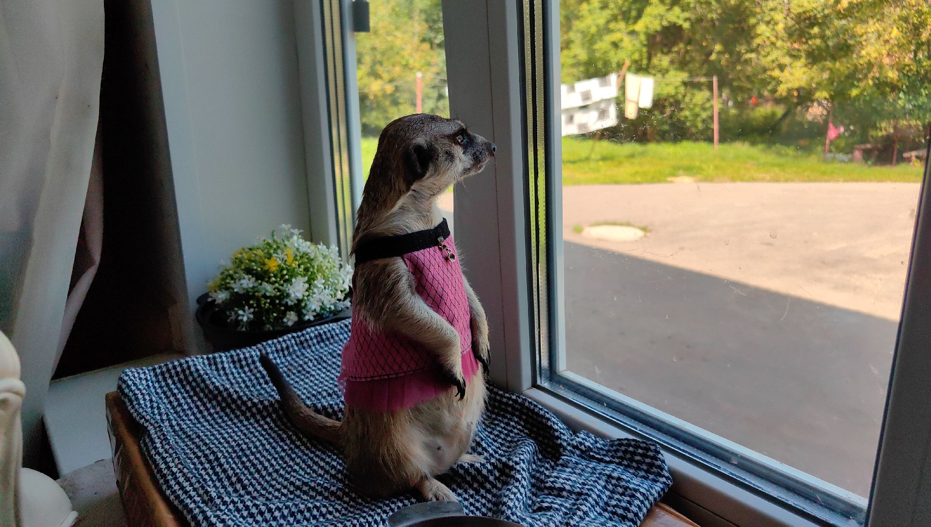 сурикаты, одежда для экзотов, финик и марта, костюмы, дизайнер,