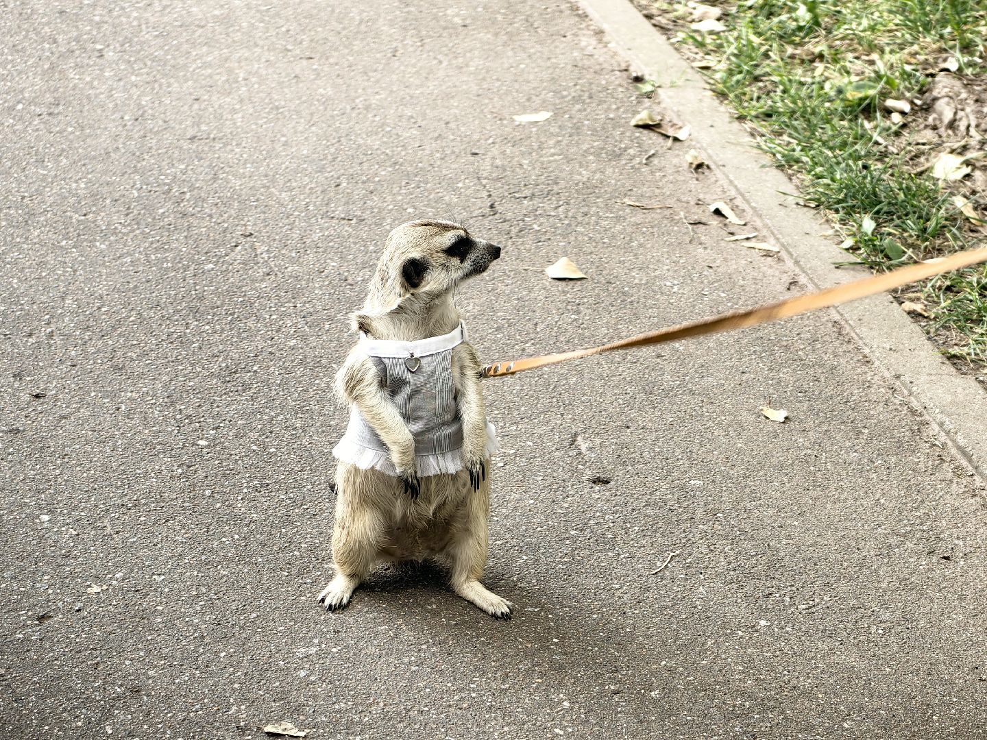 сурикаты, одежда для экзотов, финик и марта, костюмы, дизайнер,