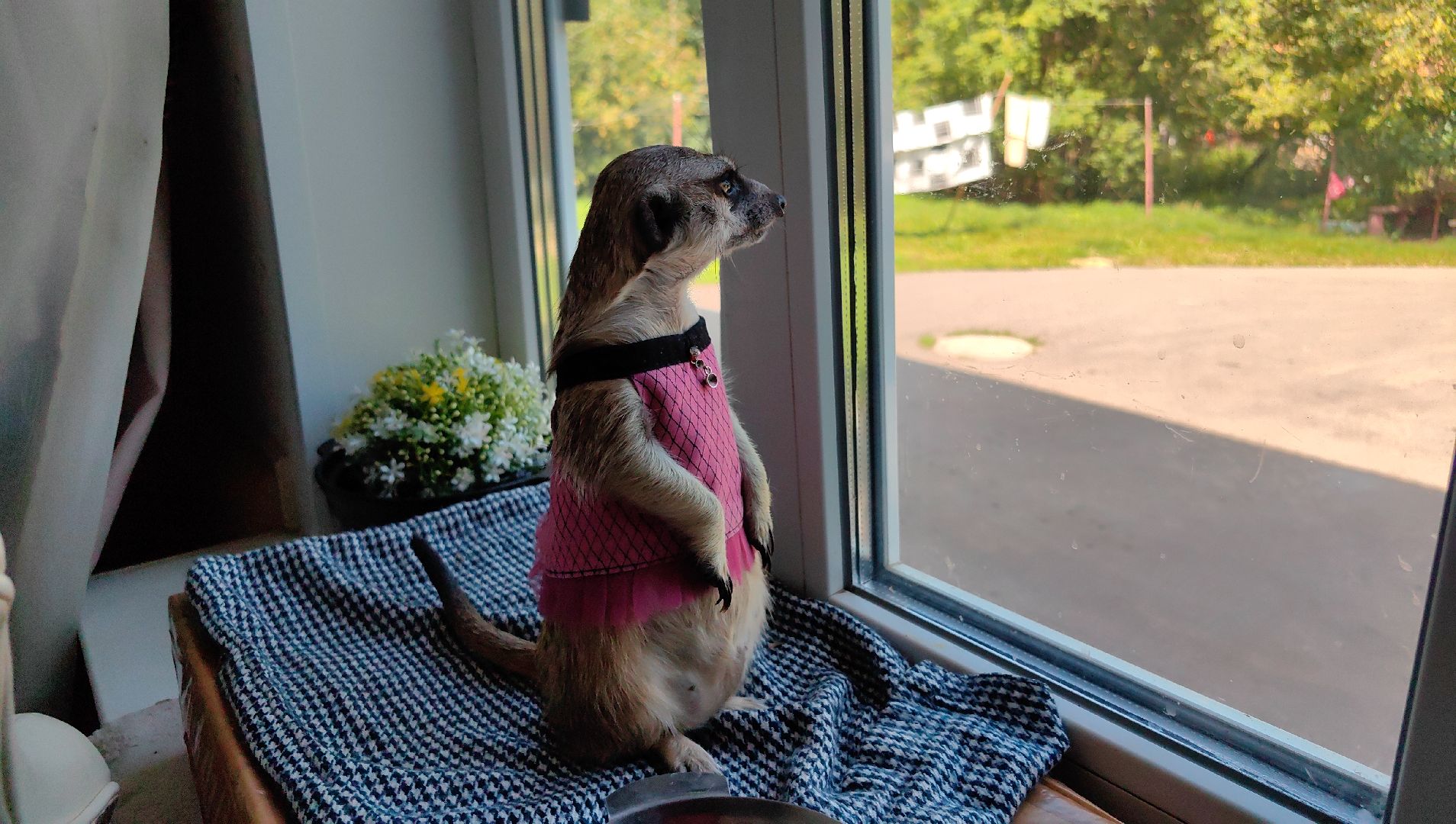 сурикаты, одежда для экзотов, финик и марта, костюмы, дизайнер,