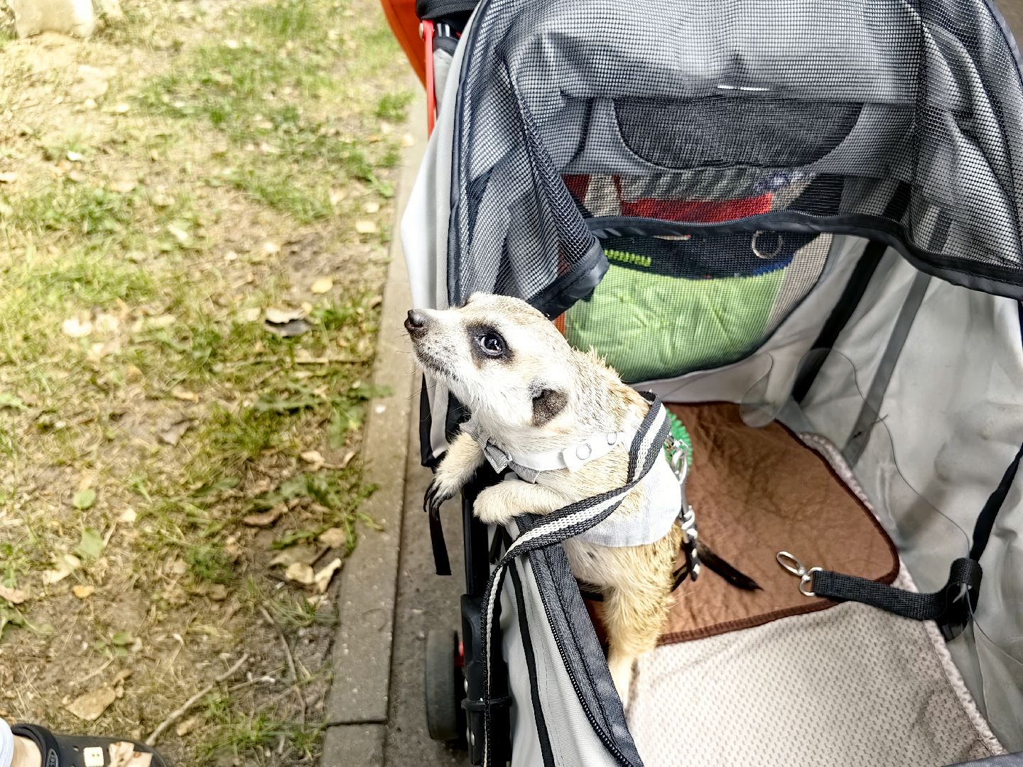 сурикаты, одежда для экзотов, финик и марта, костюмы, дизайнер,