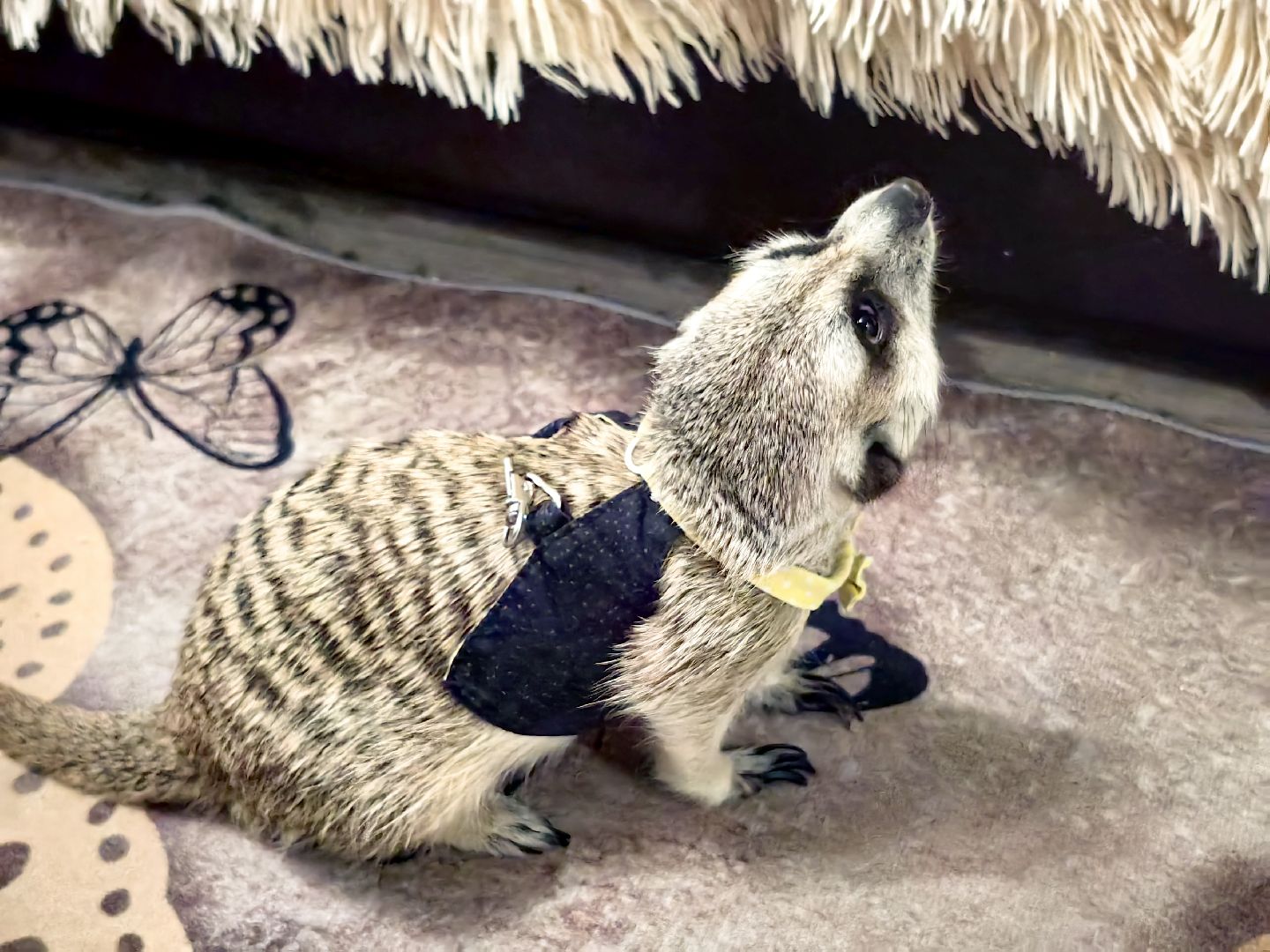 сурикаты, одежда для экзотов, финик и марта, костюмы, дизайнер,