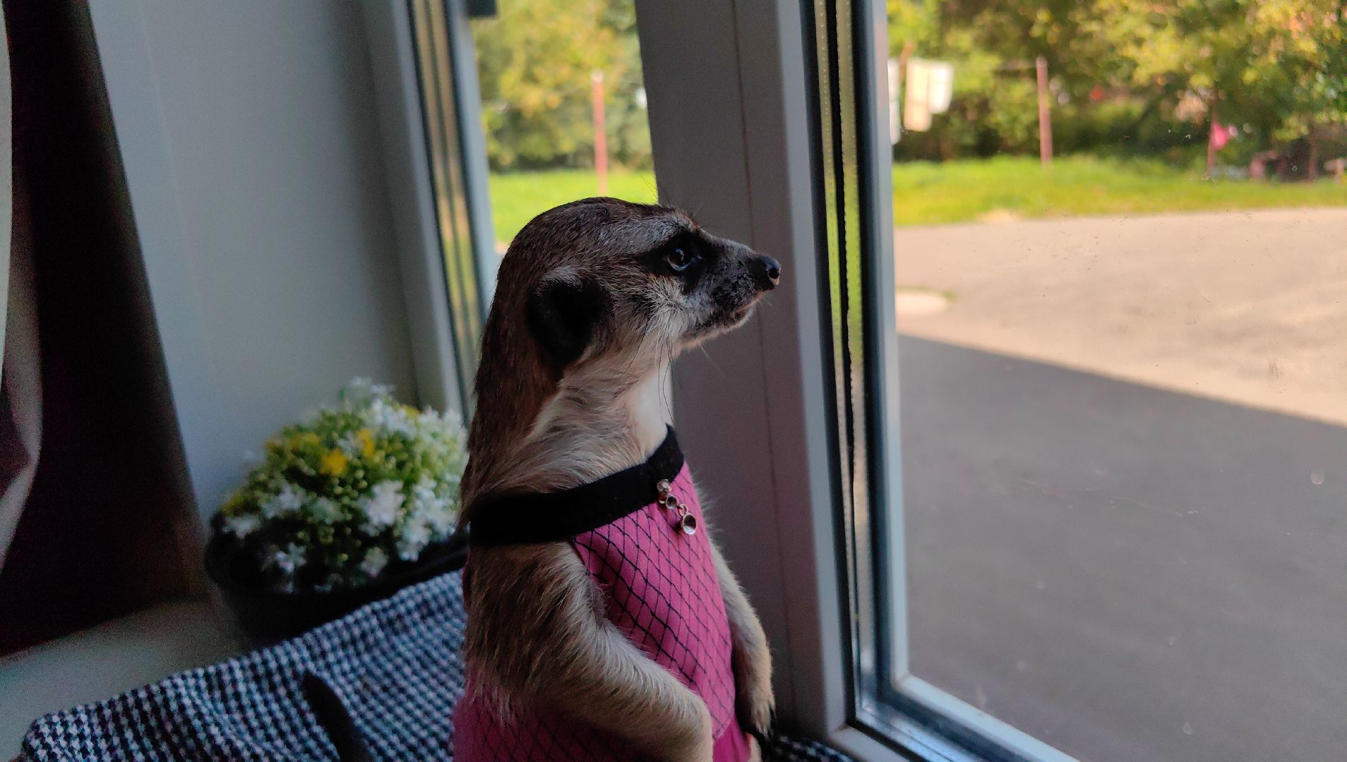 сурикаты, одежда для экзотов, финик и марта, костюмы, дизайнер,