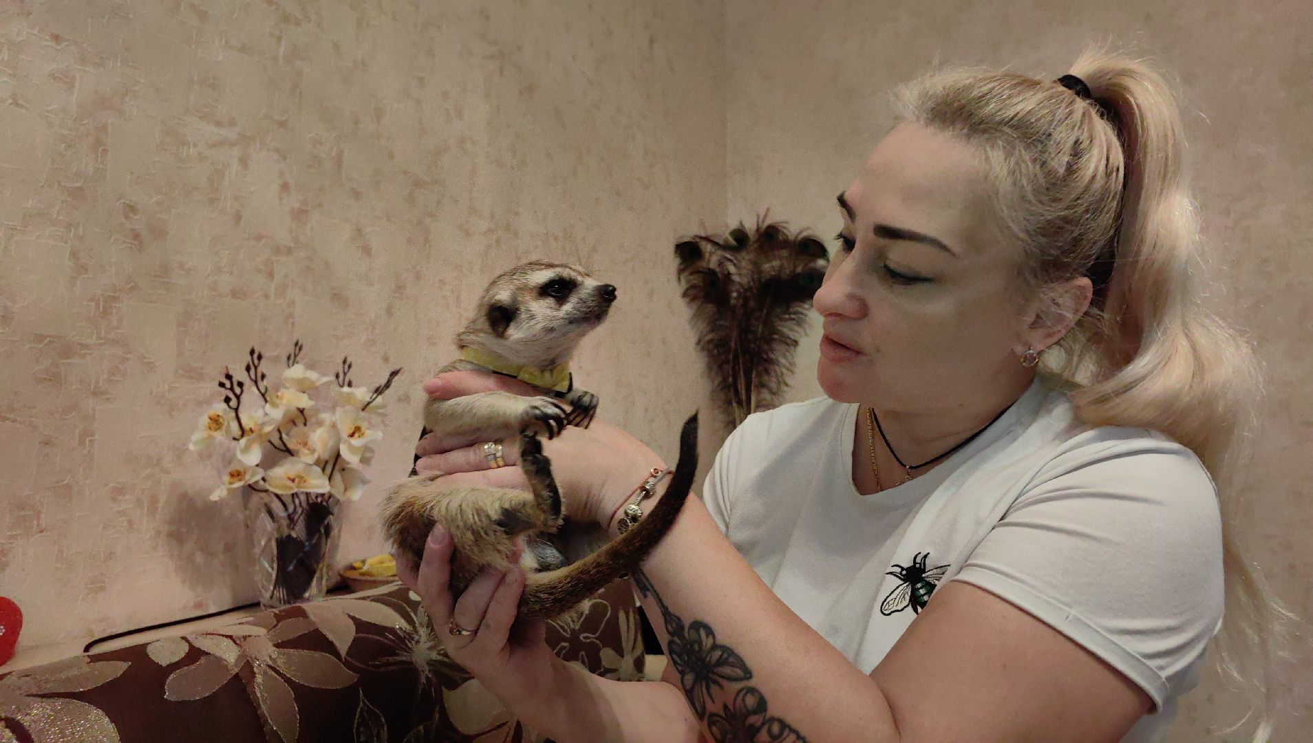 сурикаты, одежда для экзотов, финик и марта, костюмы, дизайнер,