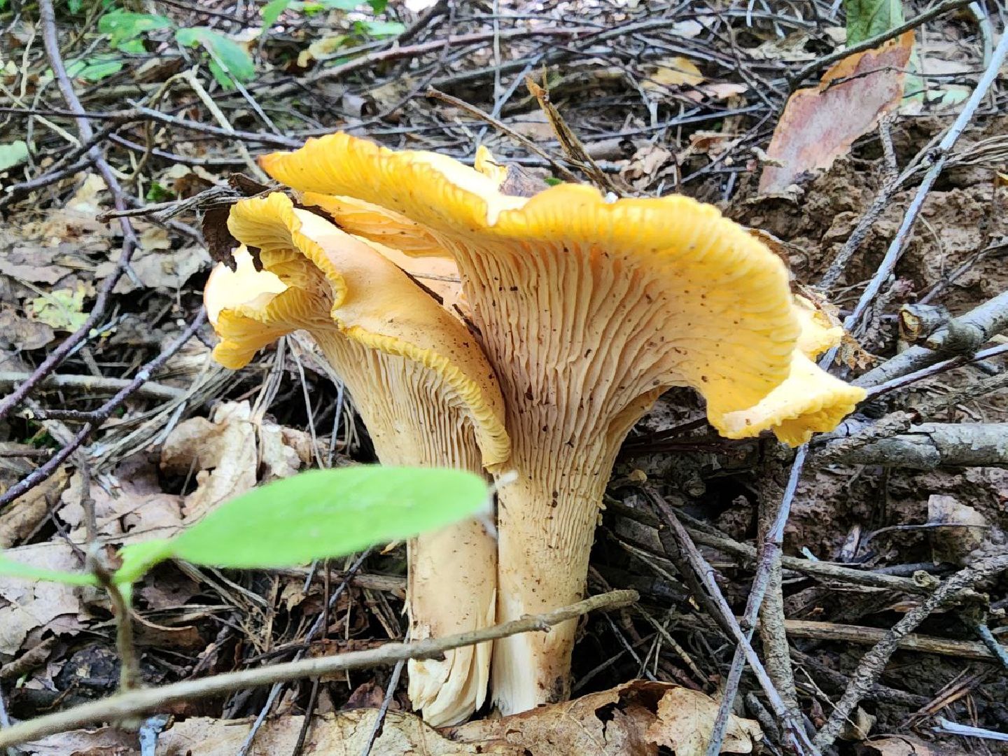 пущино, серпухов, грибы,