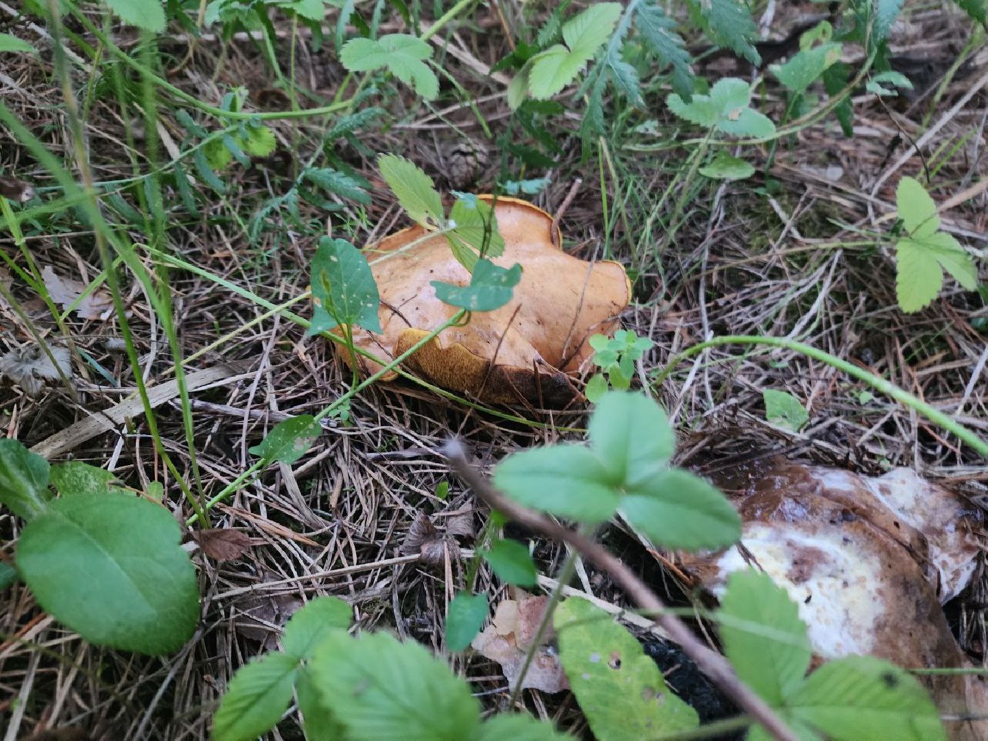 пущино, серпухов, грибы,