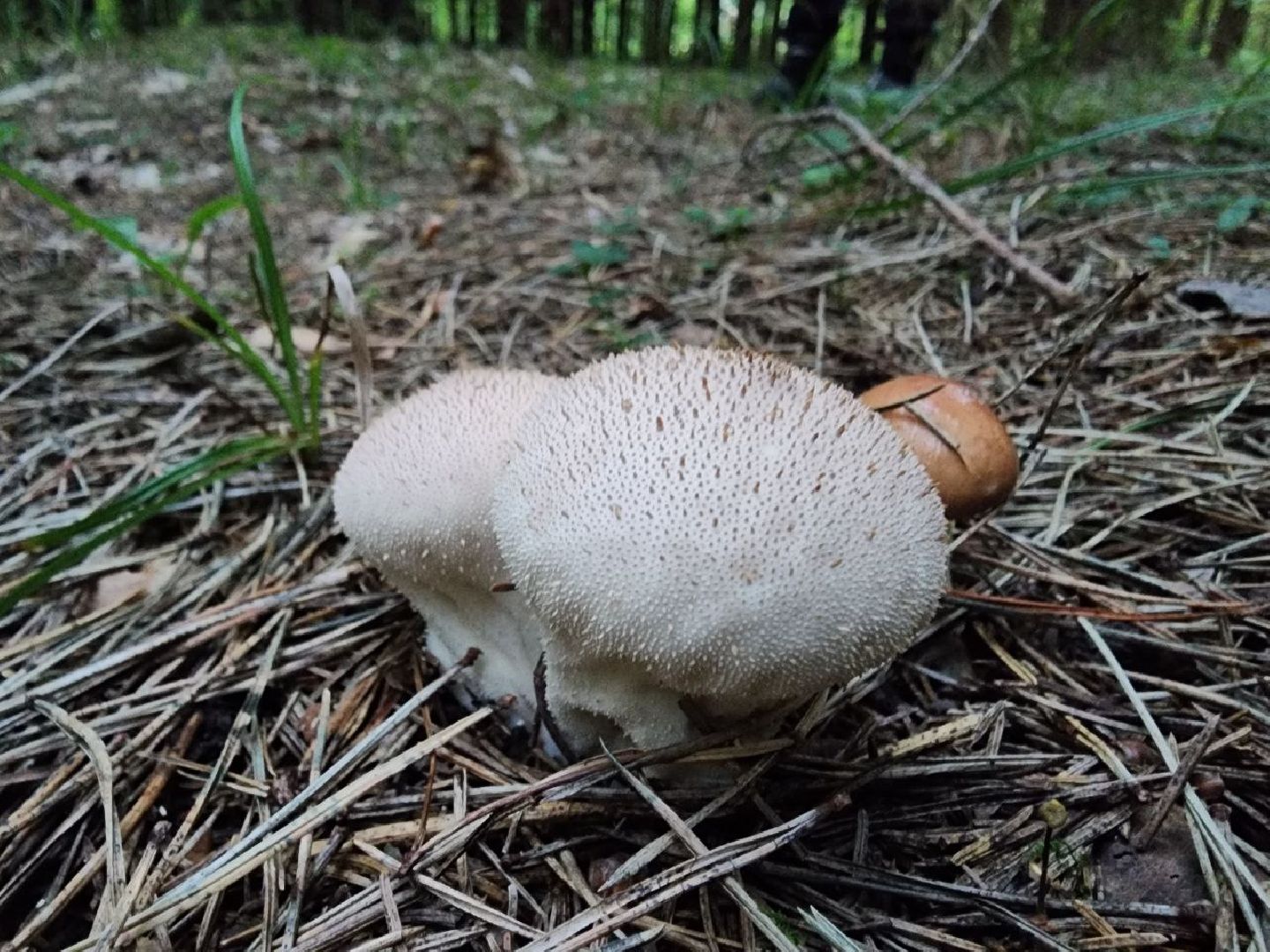 пущино, серпухов, грибы,