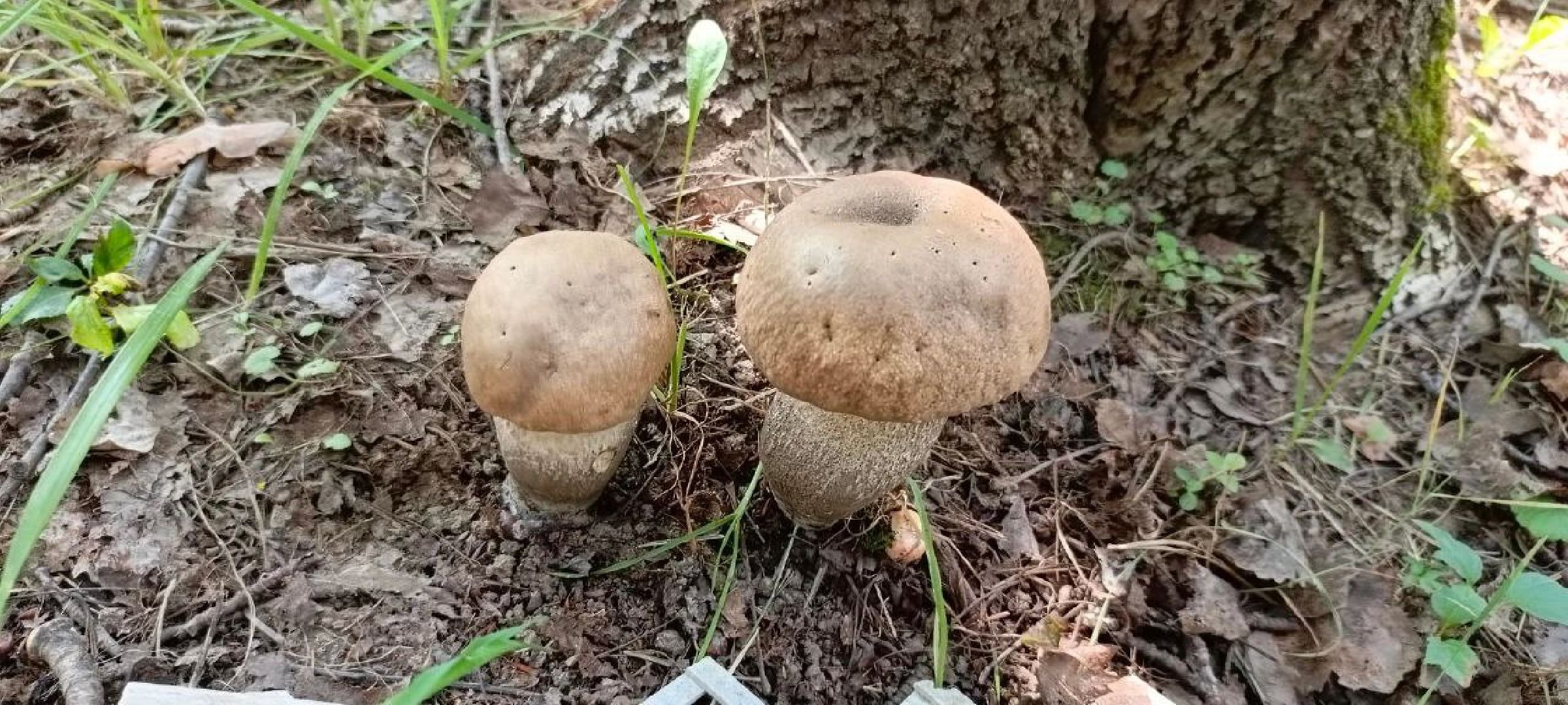 пущино, серпухов, грибы,