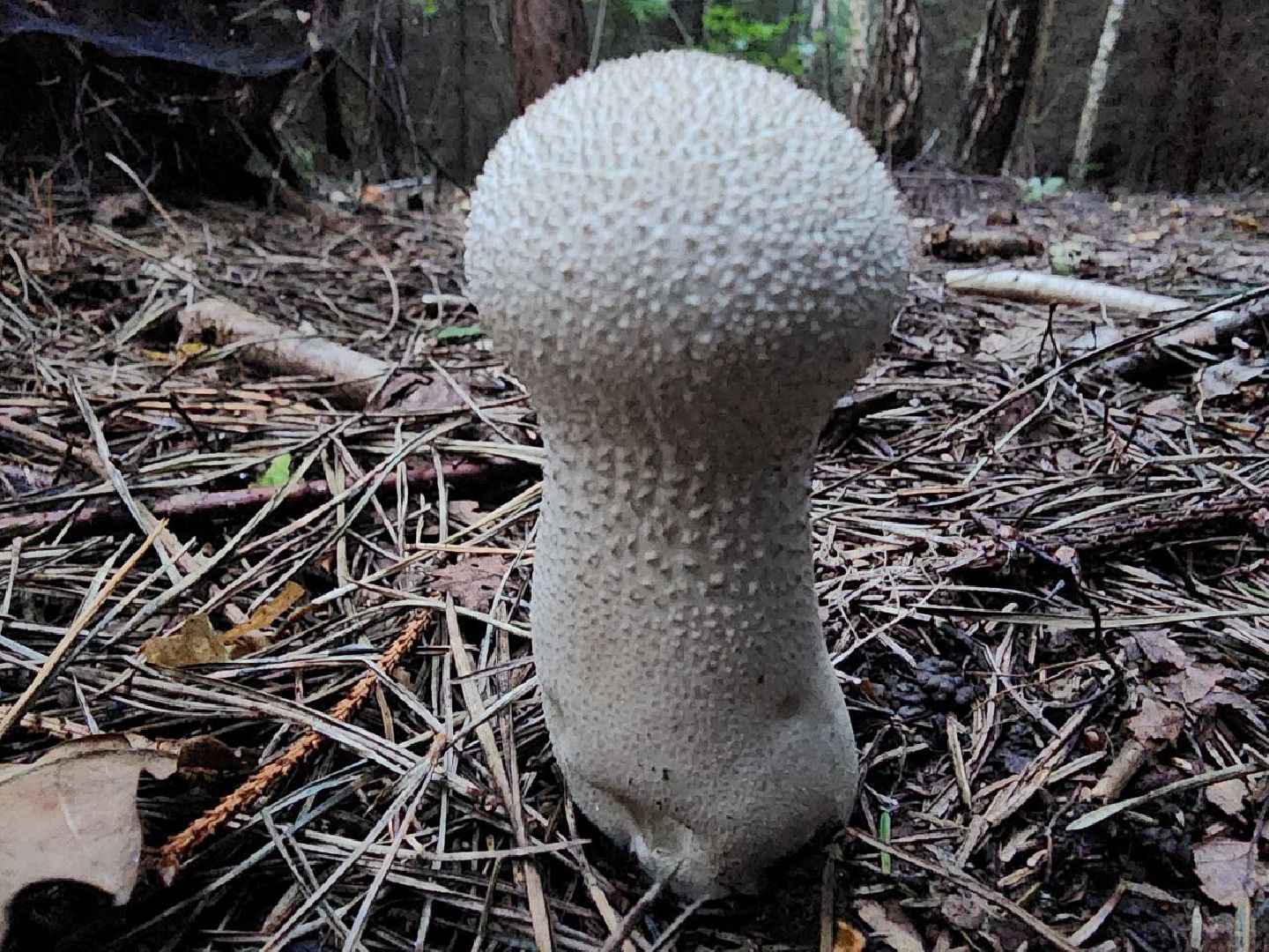 пущино, серпухов, грибы,