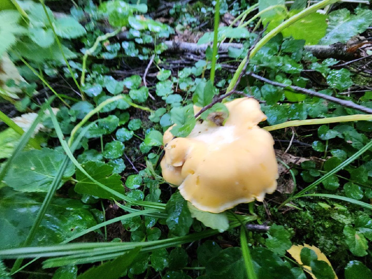 пущино, серпухов, грибы,