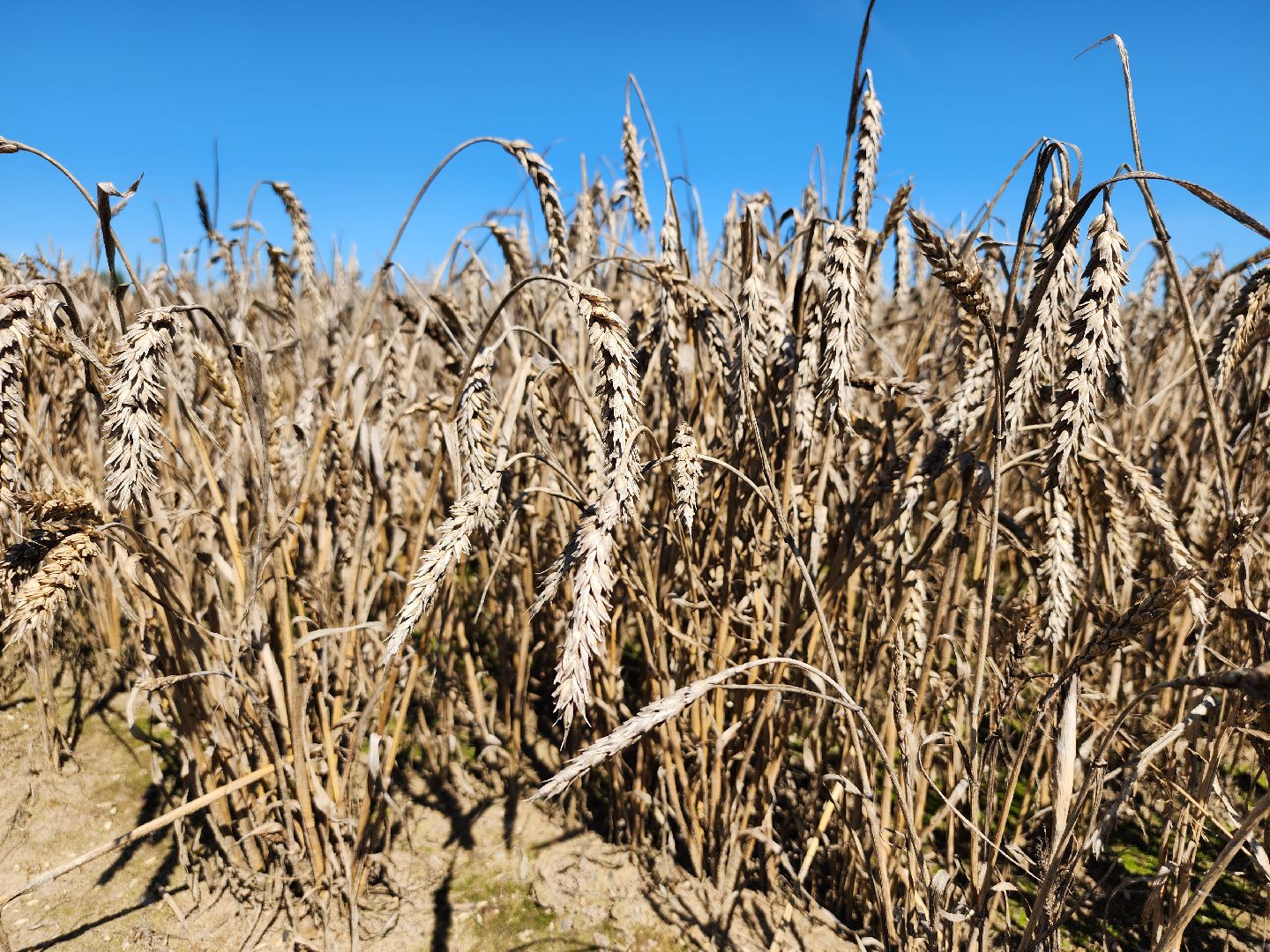сельское хозяйство, уборка урожая, сельскохозяйственные культуры, Обухово, Богородский городской округ,