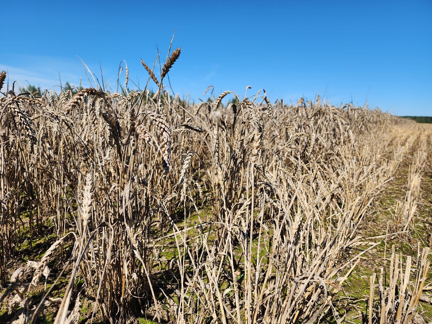 сельское хозяйство, уборка урожая, сельскохозяйственные культуры, Обухово, Богородский городской округ,