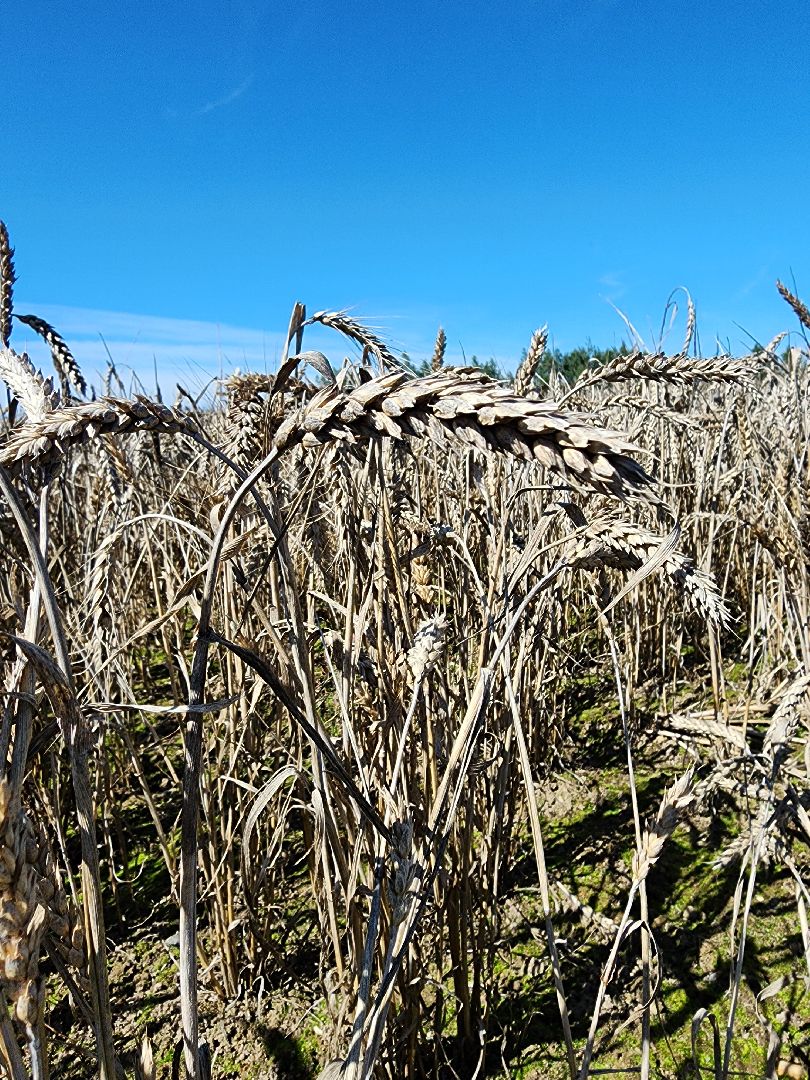 сельское хозяйство, уборка урожая, сельскохозяйственные культуры, Обухово, Богородский городской округ,