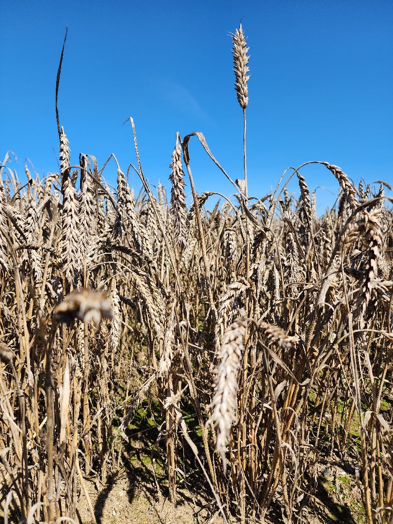 сельское хозяйство, уборка урожая, сельскохозяйственные культуры, Обухово, Богородский городской округ,