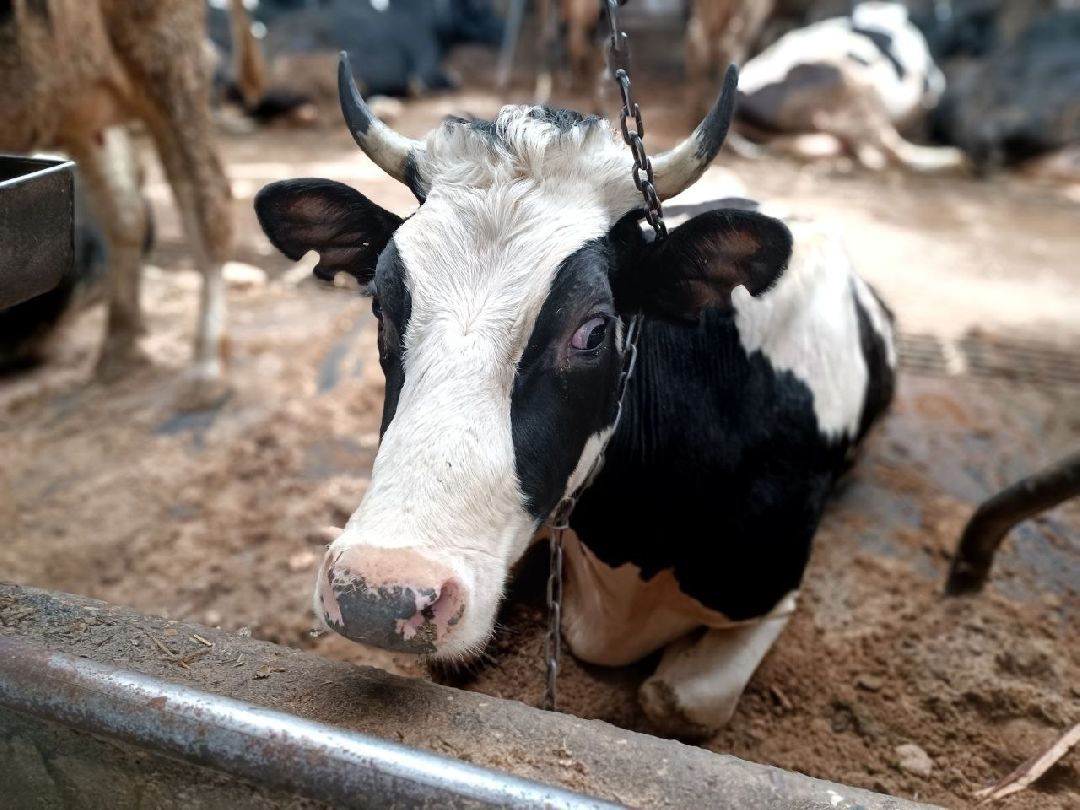 Можайск, общество