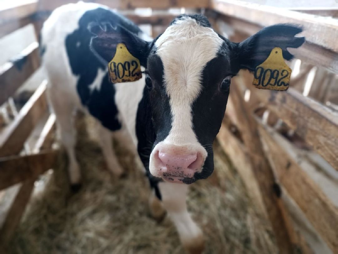 Можайск, общество