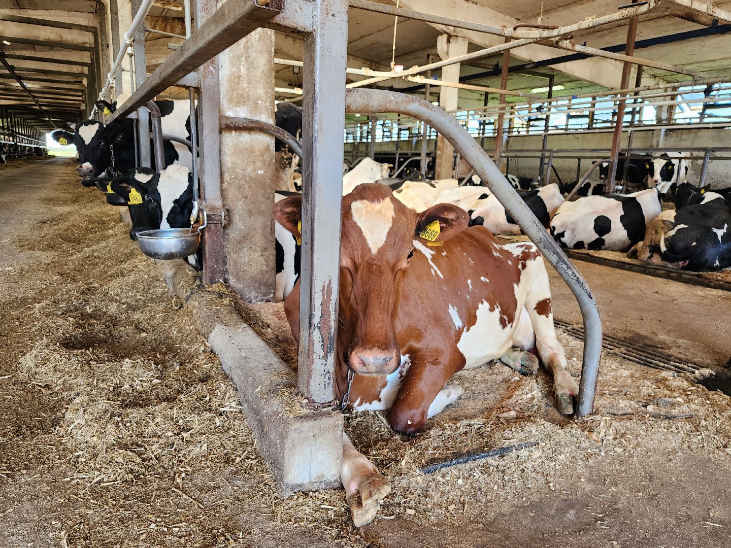 животноводство, сельское хозяйство, производство молока, Обухово, Богородский городской округ,
