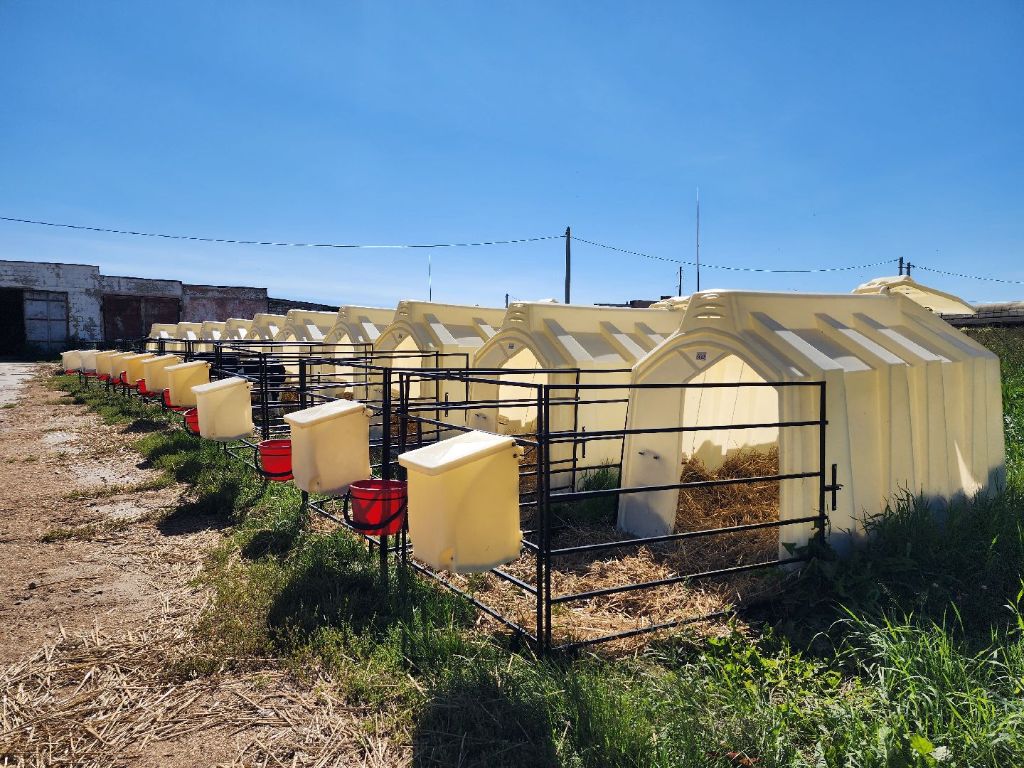 животноводство, сельское хозяйство, производство молока, Обухово, Богородский городской округ,