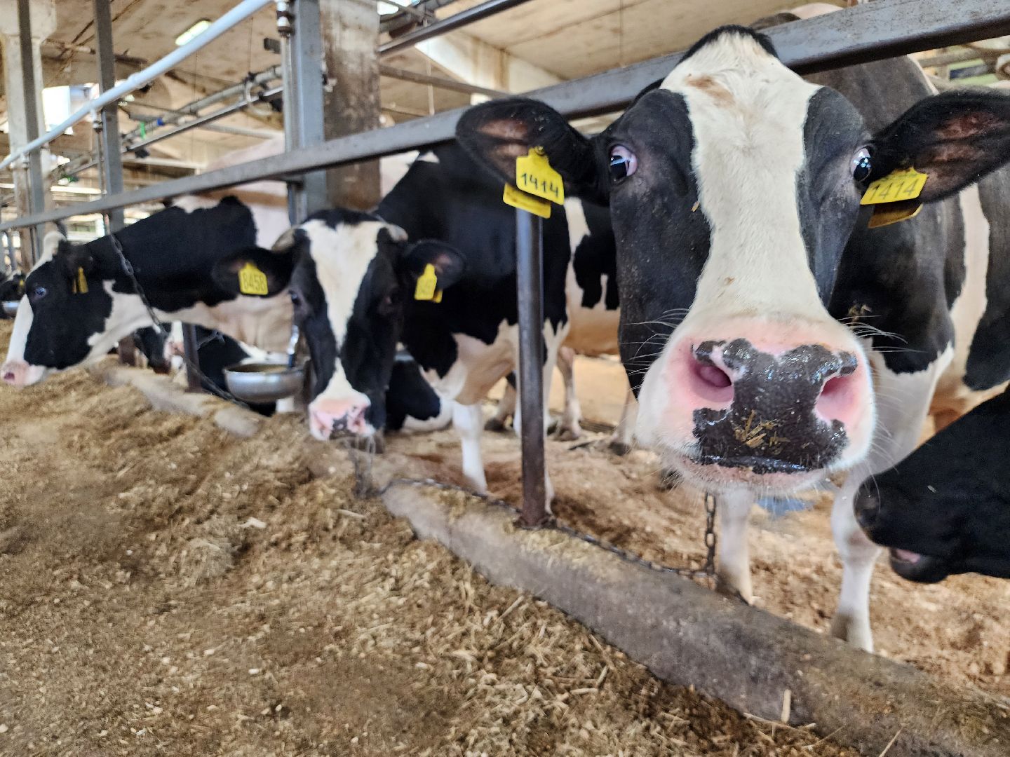 животноводство, сельское хозяйство, производство молока, Обухово, Богородский городской округ,