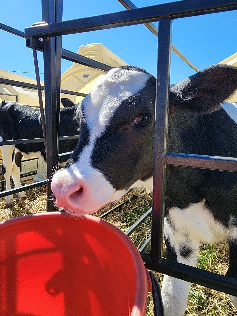животноводство, сельское хозяйство, производство молока, Обухово, Богородский городской округ,