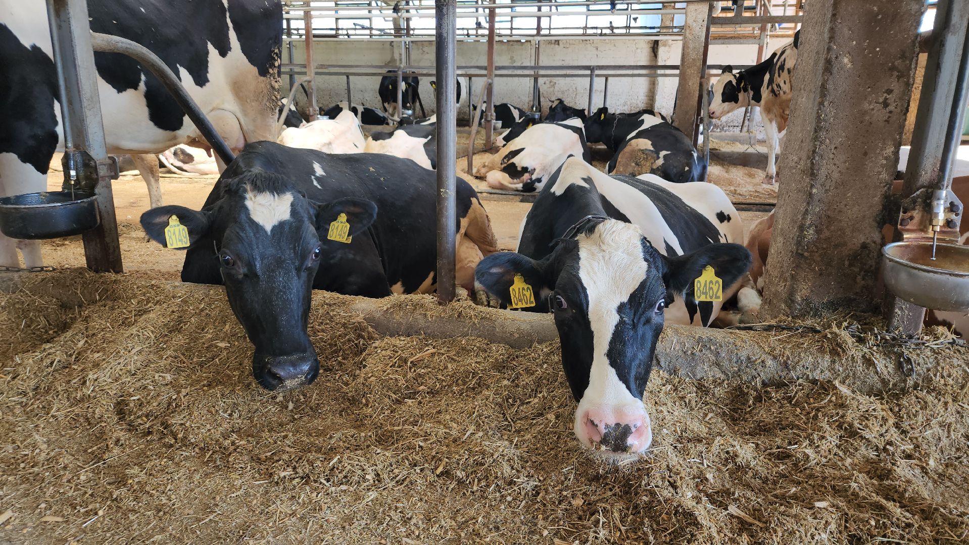 животноводство, сельское хозяйство, производство молока, Обухово, Богородский городской округ,