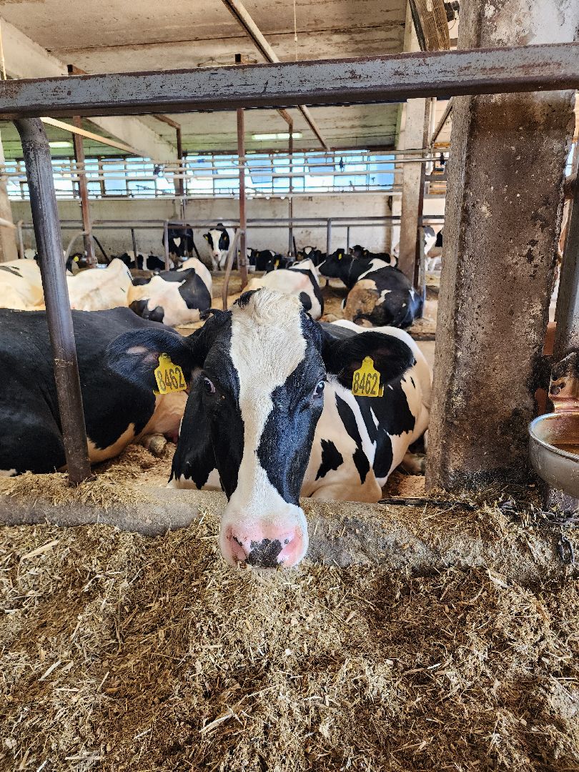 животноводство, сельское хозяйство, производство молока, Обухово, Богородский городской округ,