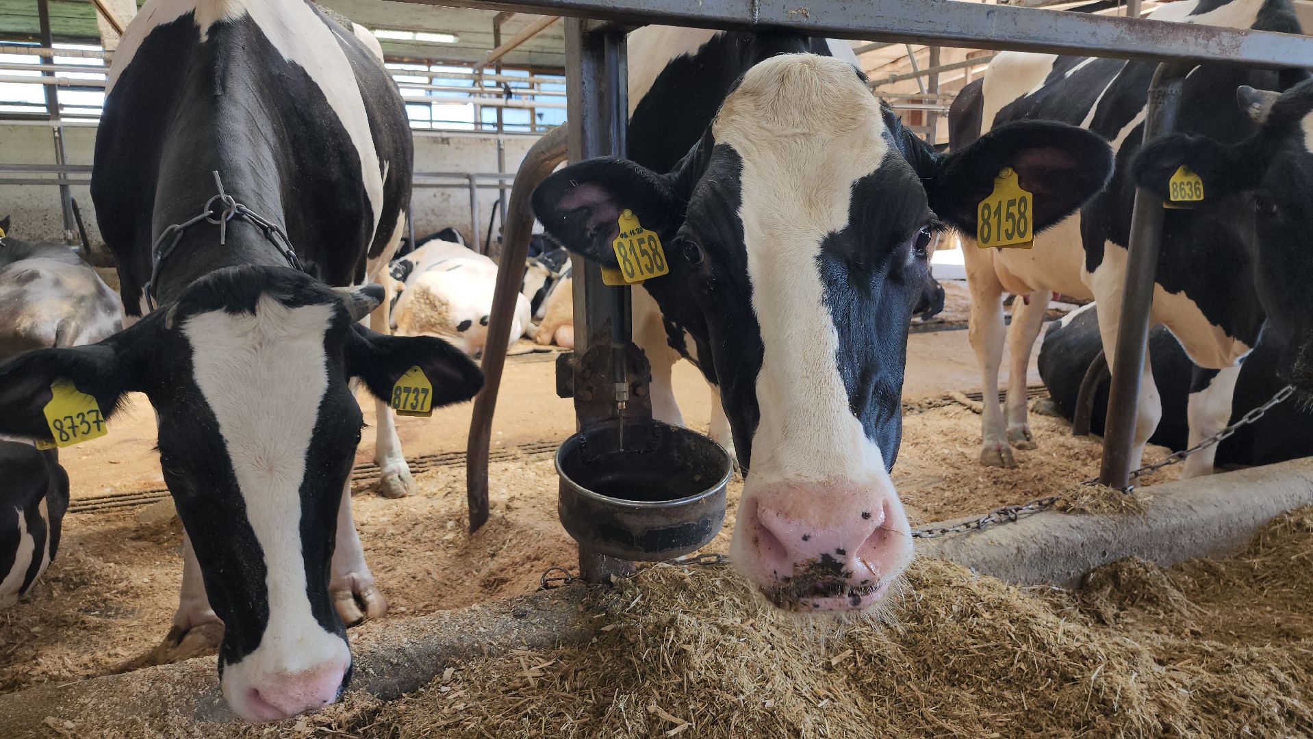 животноводство, сельское хозяйство, производство молока, Обухово, Богородский городской округ,