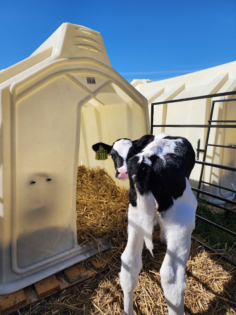 животноводство, сельское хозяйство, производство молока, Обухово, Богородский городской округ,