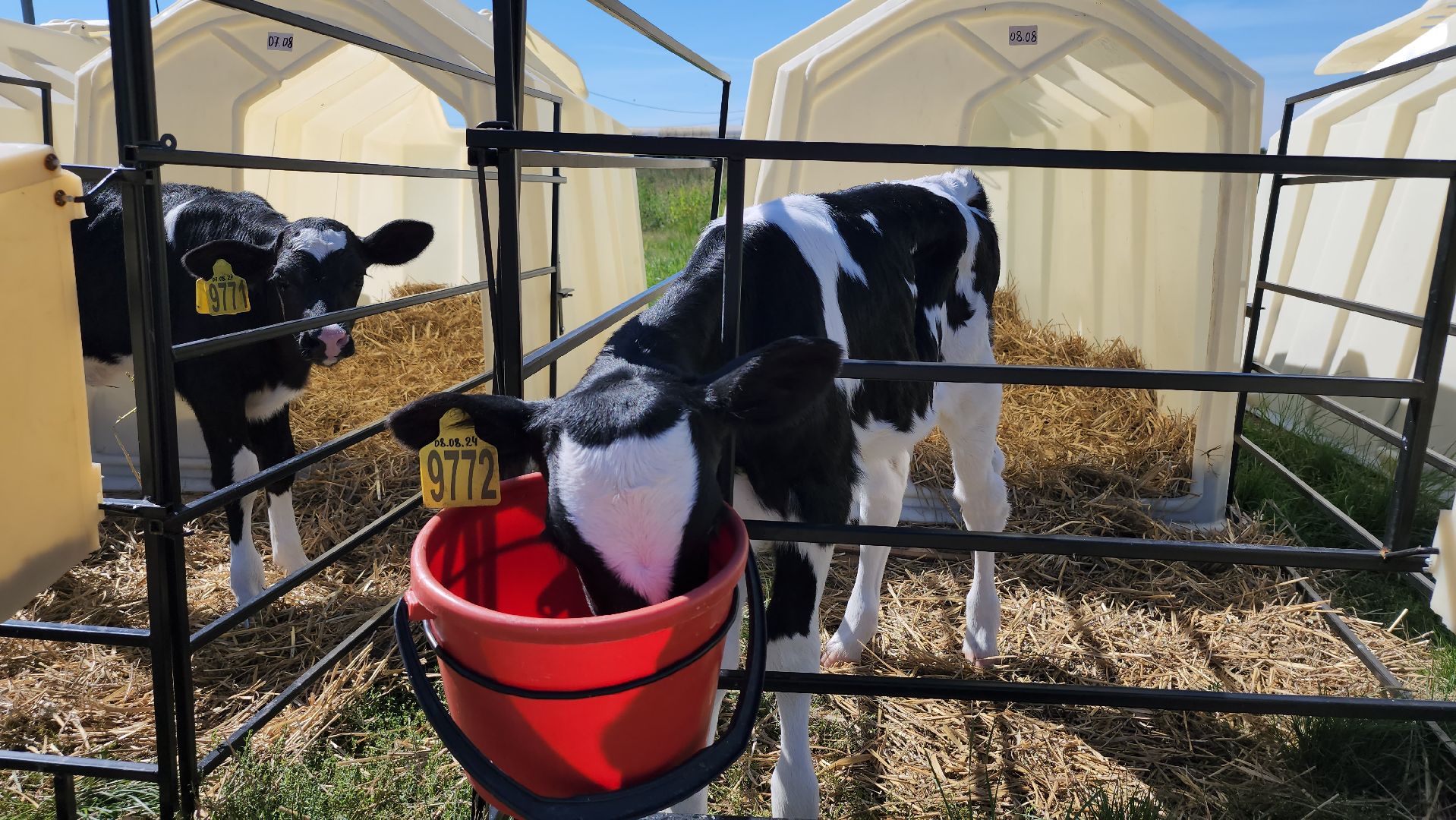 животноводство, сельское хозяйство, производство молока, Обухово, Богородский городской округ,