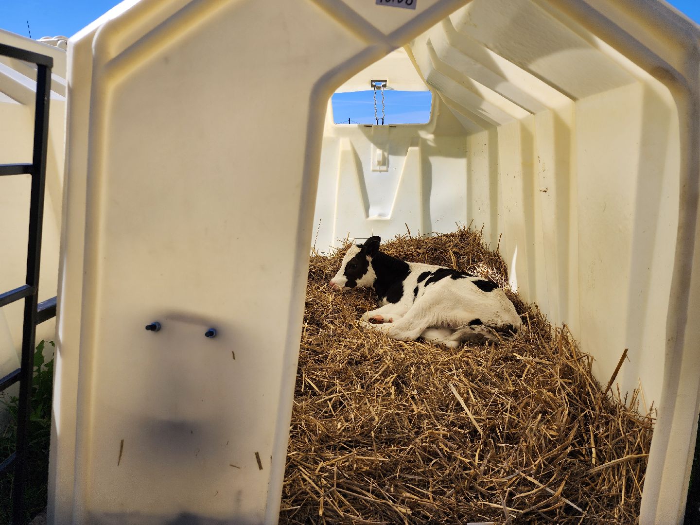 животноводство, сельское хозяйство, производство молока, Обухово, Богородский городской округ,