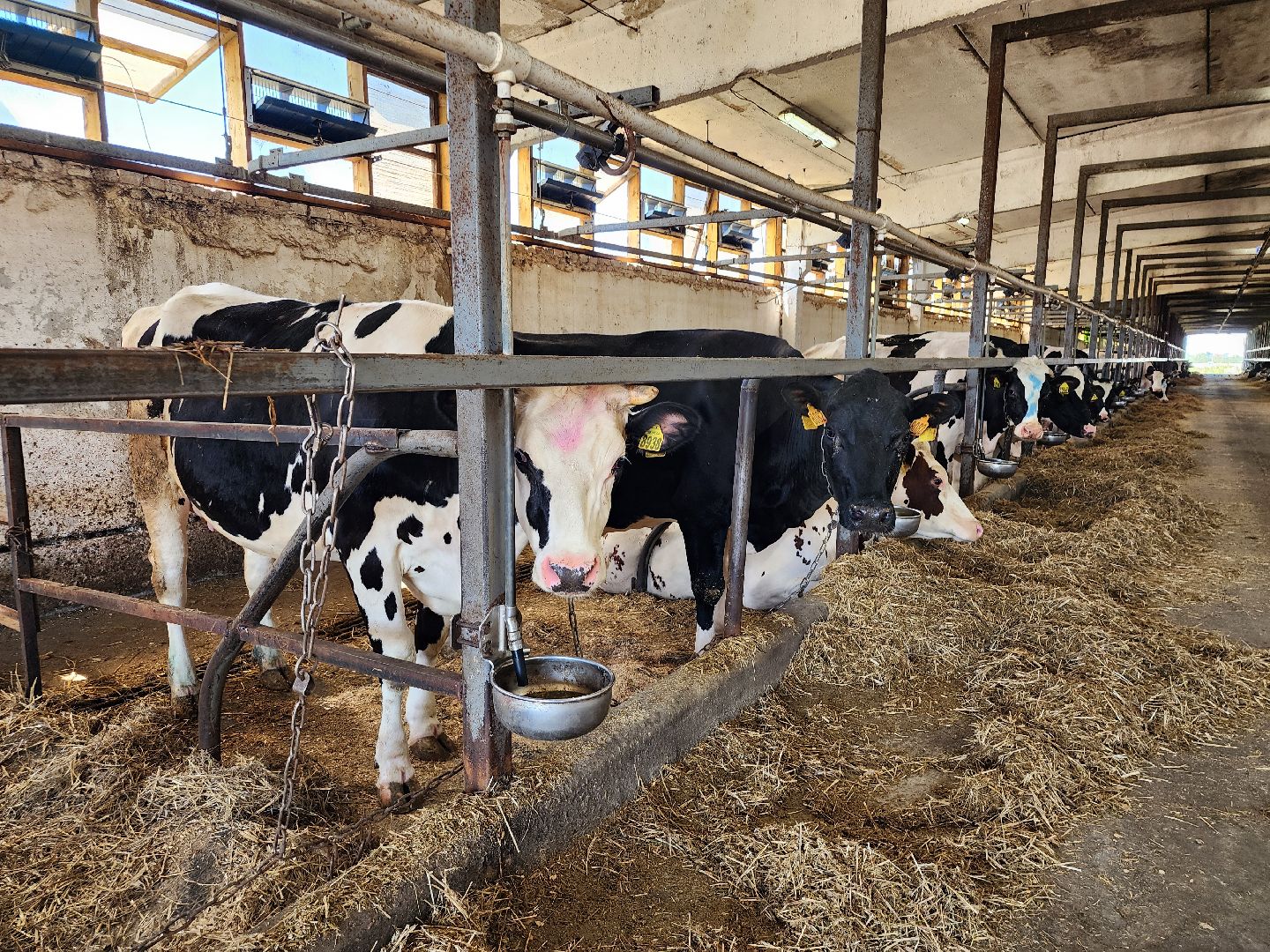 животноводство, сельское хозяйство, производство молока, Обухово, Богородский городской округ,