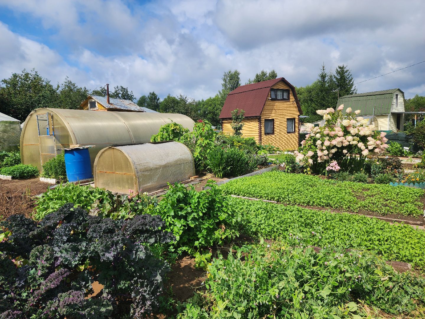 красноармейск, городской округ пушкинский, дачная культура, арбузы,