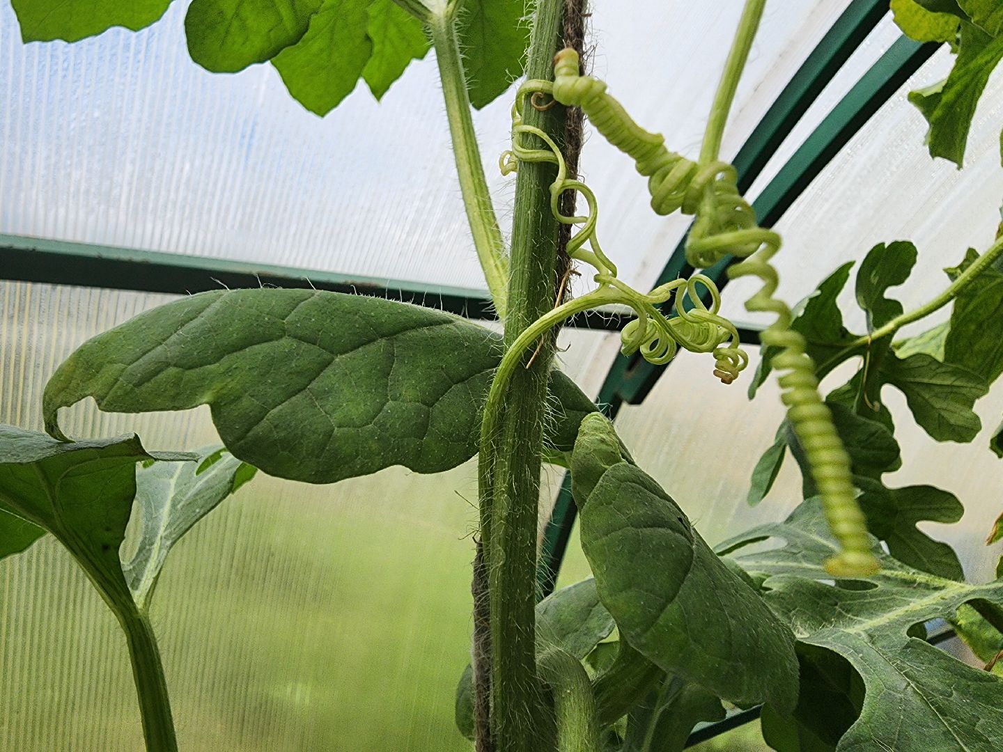 красноармейск, городской округ пушкинский, дачная культура, арбузы,