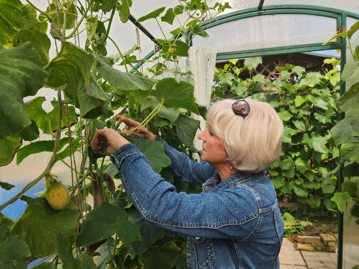 красноармейск, городской округ пушкинский, дачная культура, арбузы,