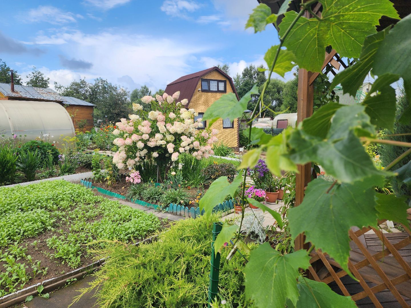 красноармейск, городской округ пушкинский, дачная культура, арбузы,