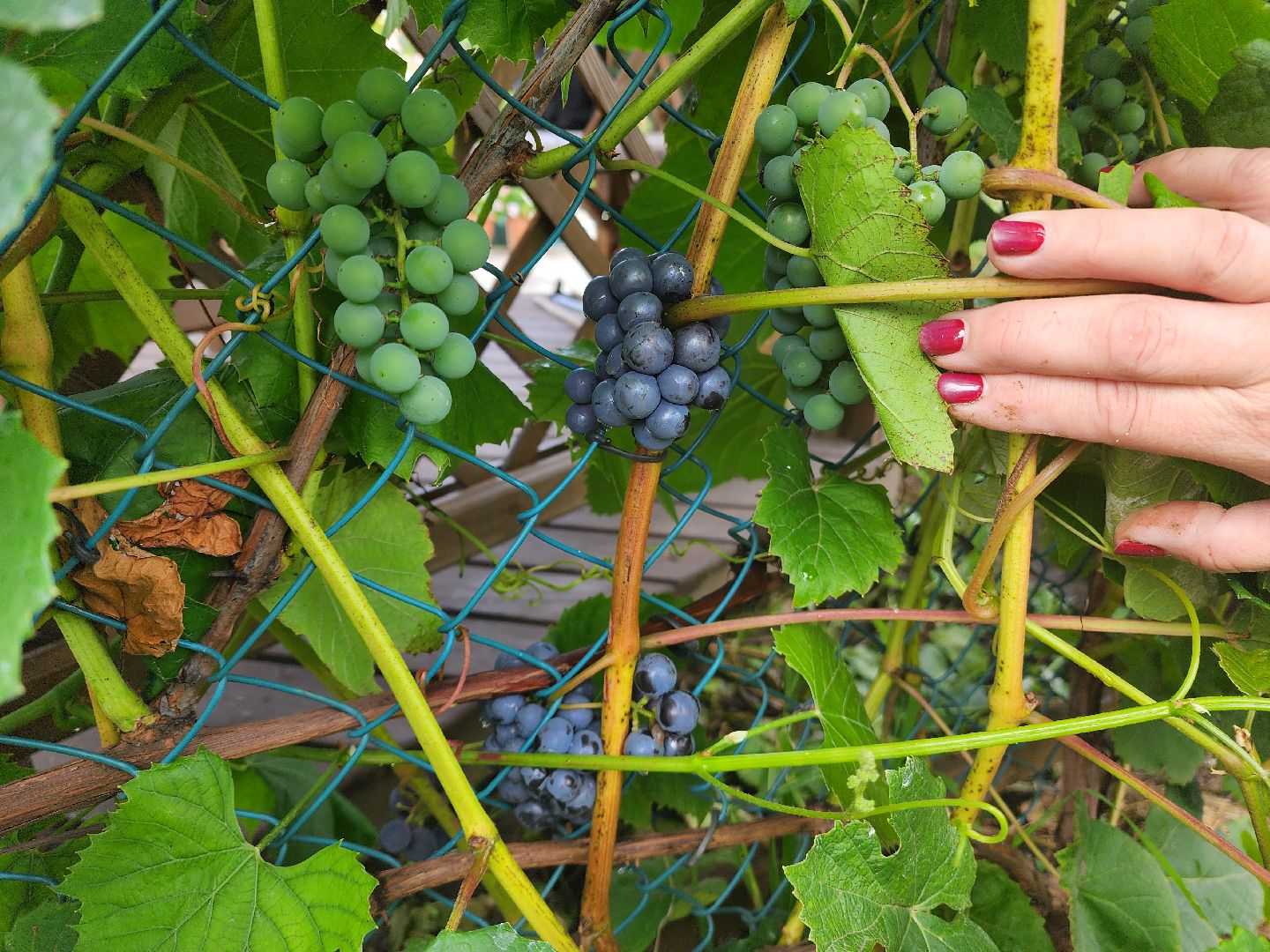 красноармейск, городской округ пушкинский, дачная культура, арбузы,