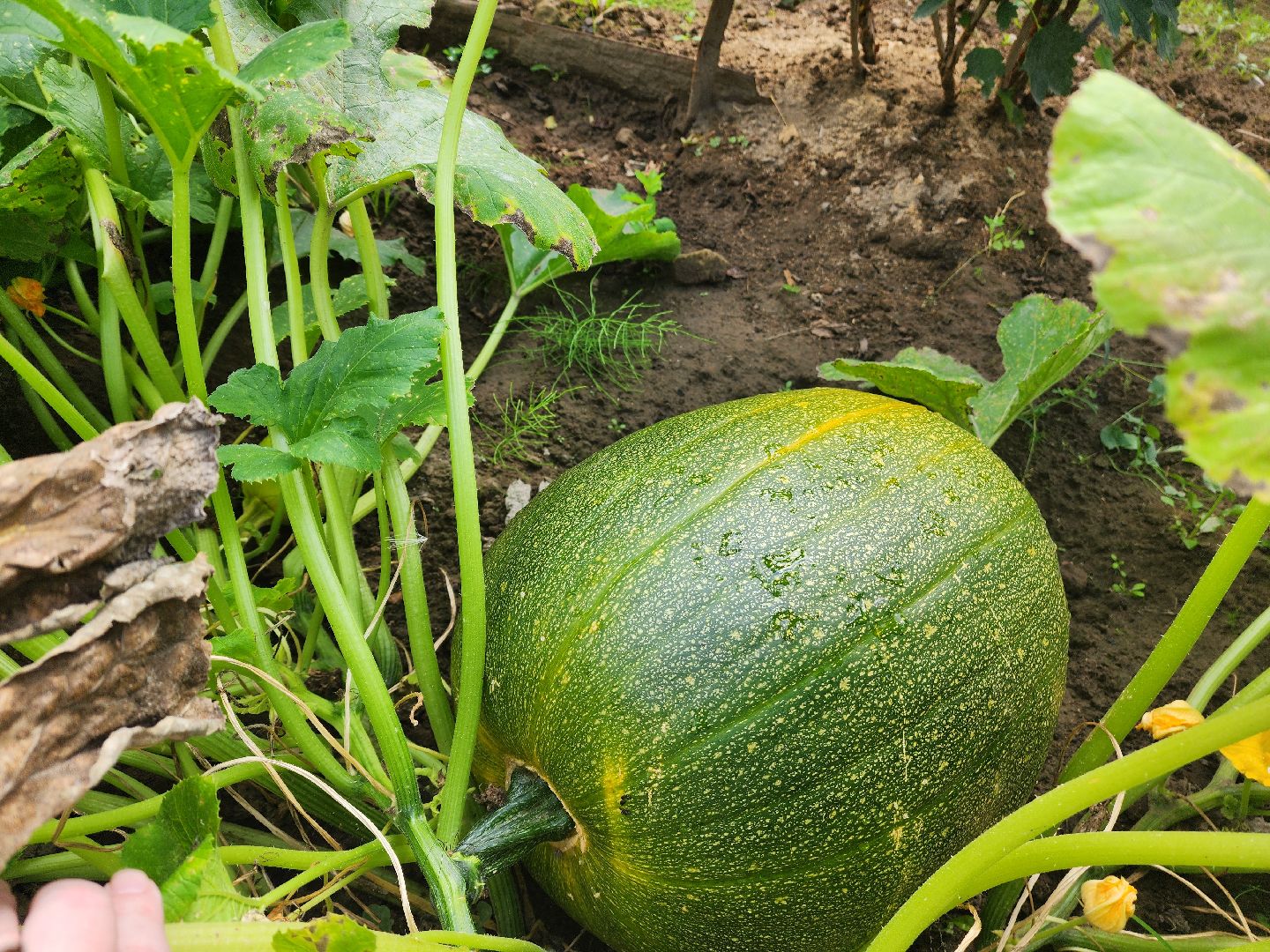 красноармейск, городской округ пушкинский, дачная культура, арбузы,