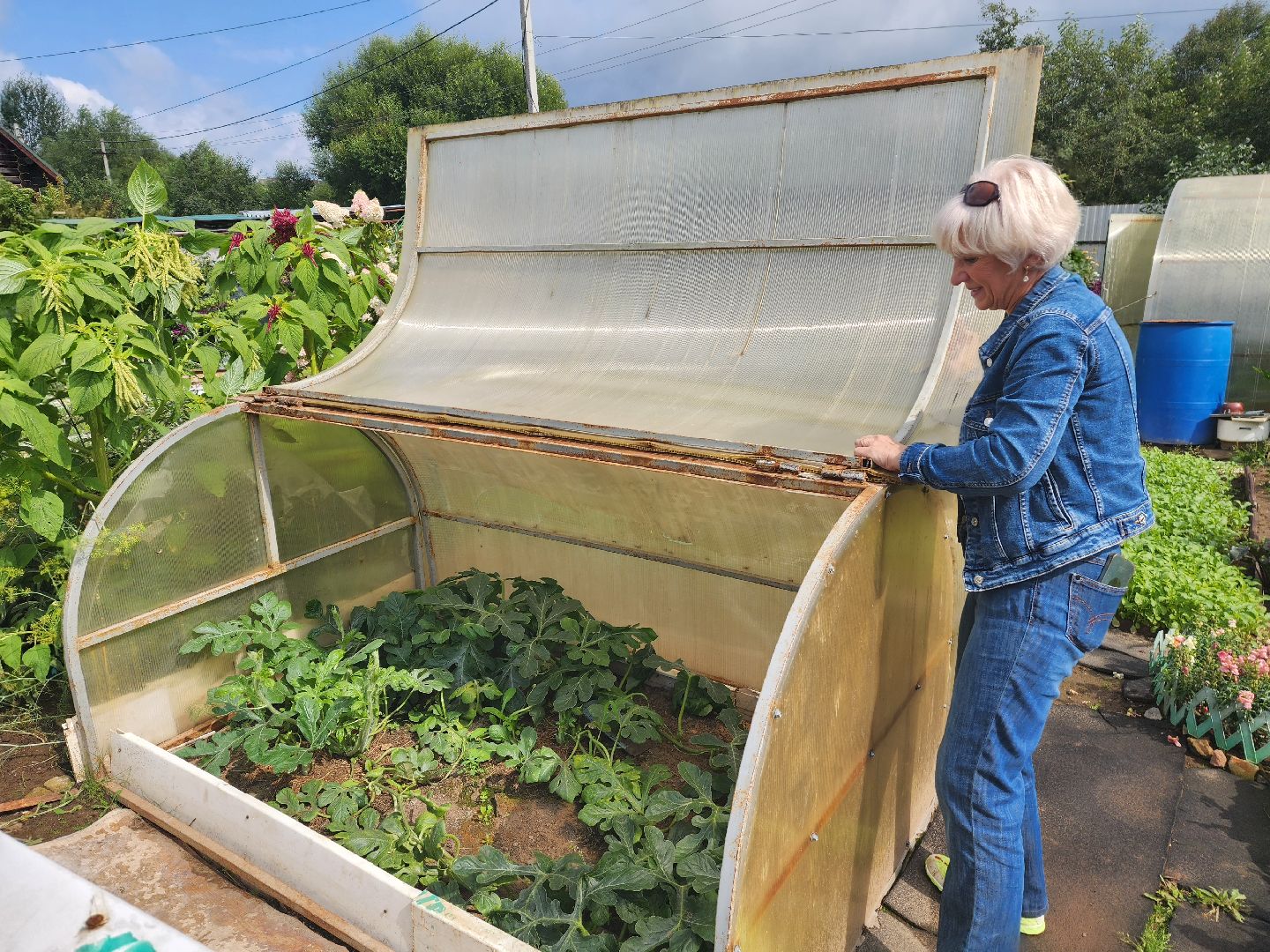 красноармейск, городской округ пушкинский, дачная культура, арбузы,