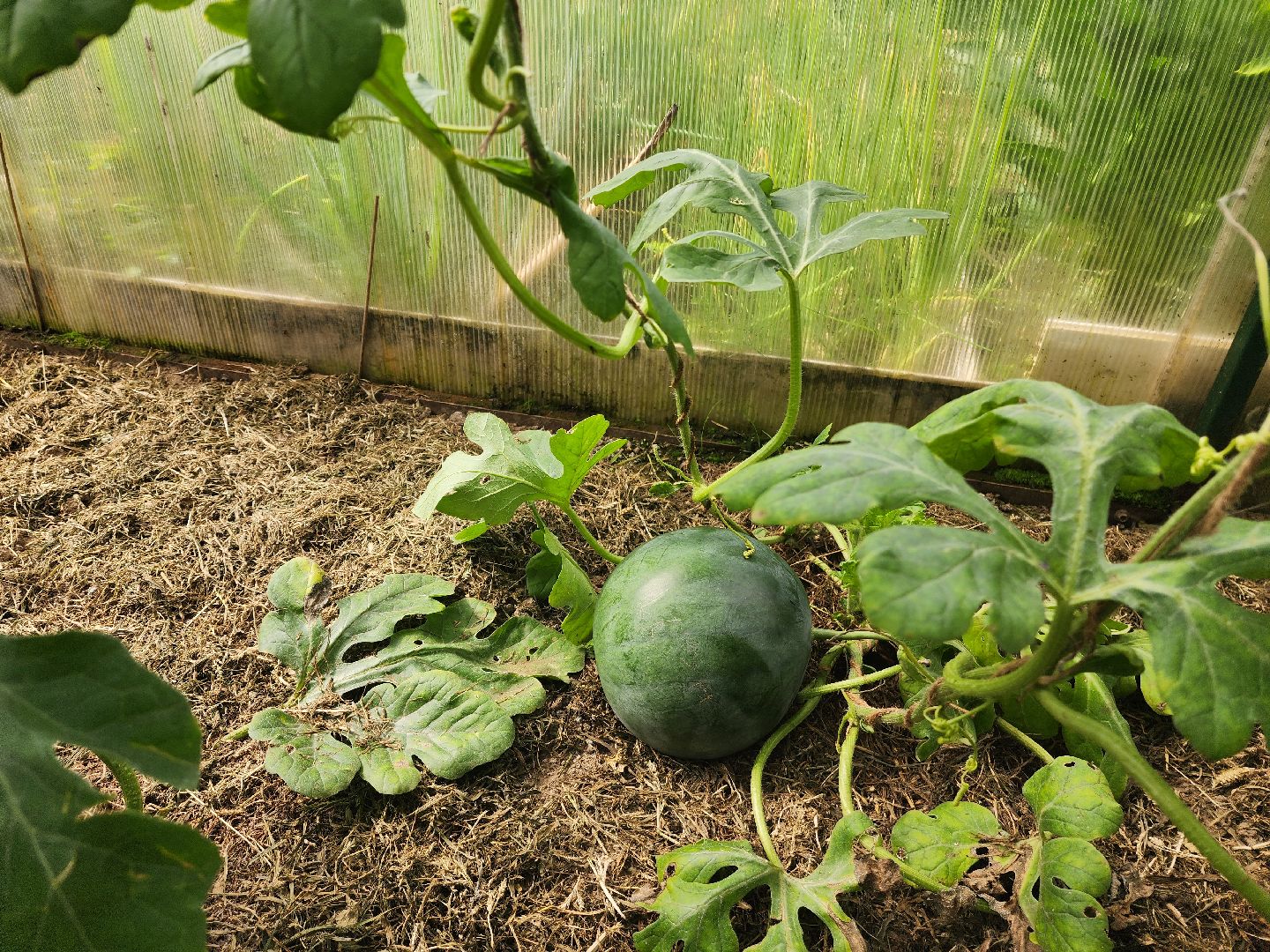красноармейск, городской округ пушкинский, дачная культура, арбузы,