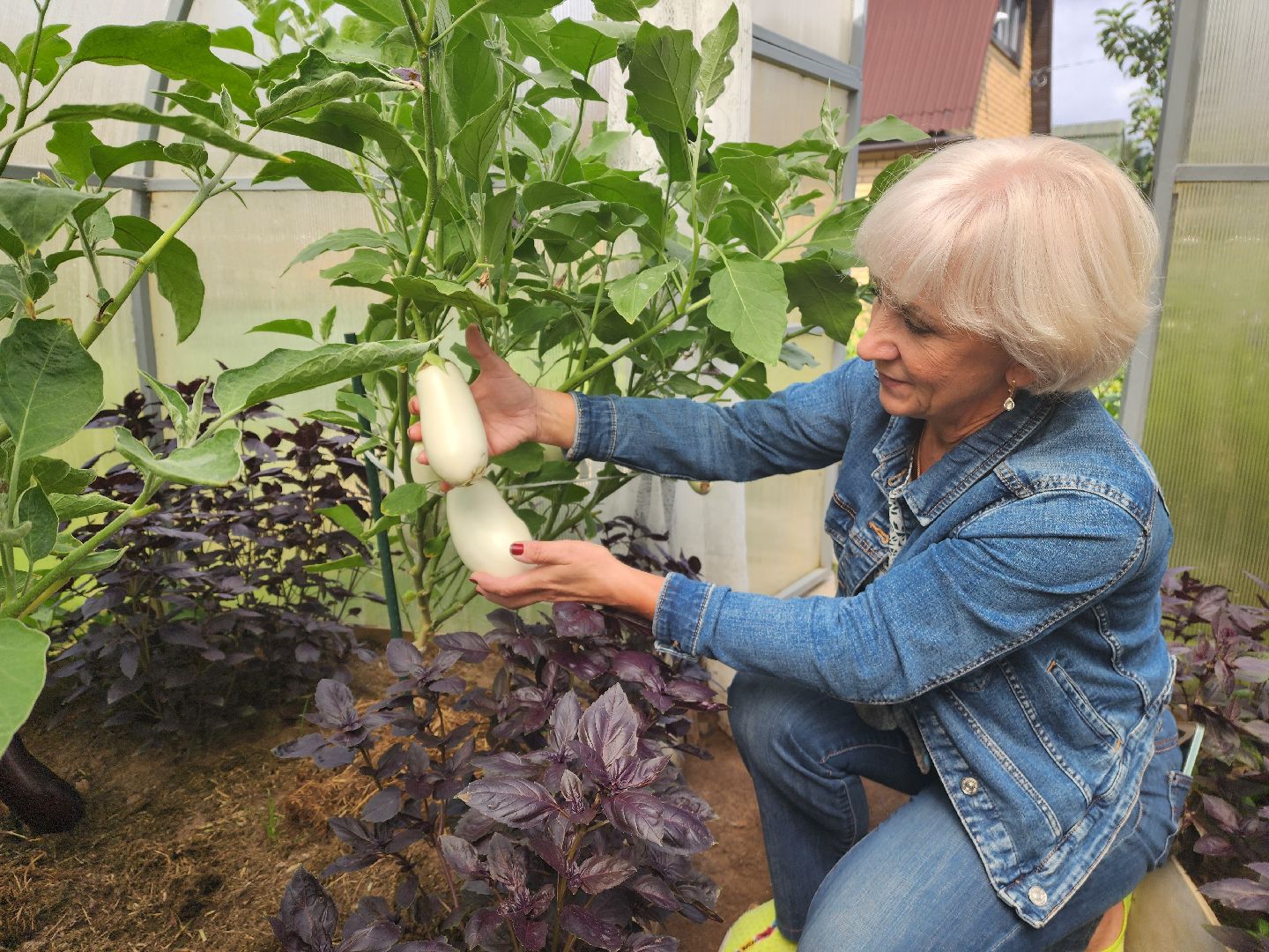 красноармейск, городской округ пушкинский, дачная культура, арбузы,