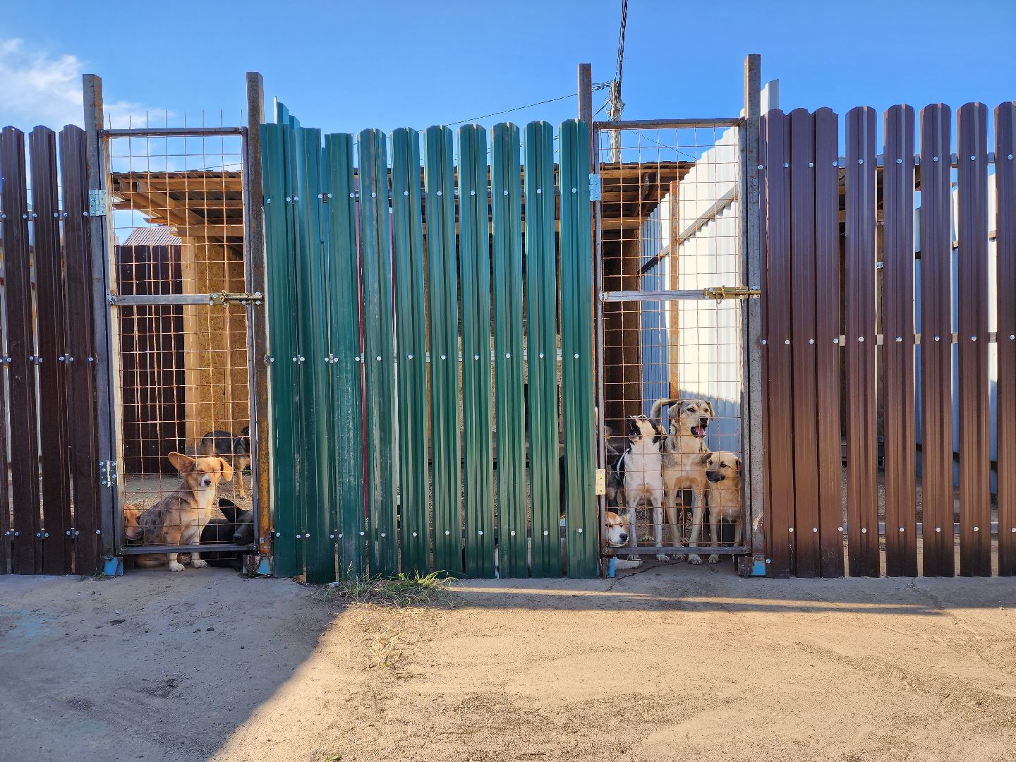 раменское, общество, приют для животных, путь домой бронницы, собачки из курской области,