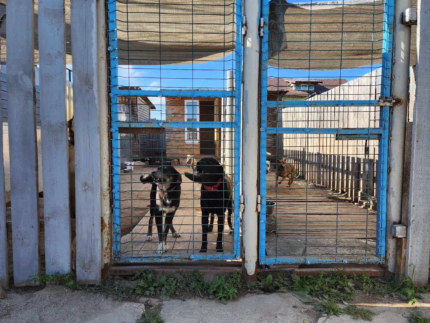 раменское, общество, приют для животных, путь домой бронницы, собачки из курской области,