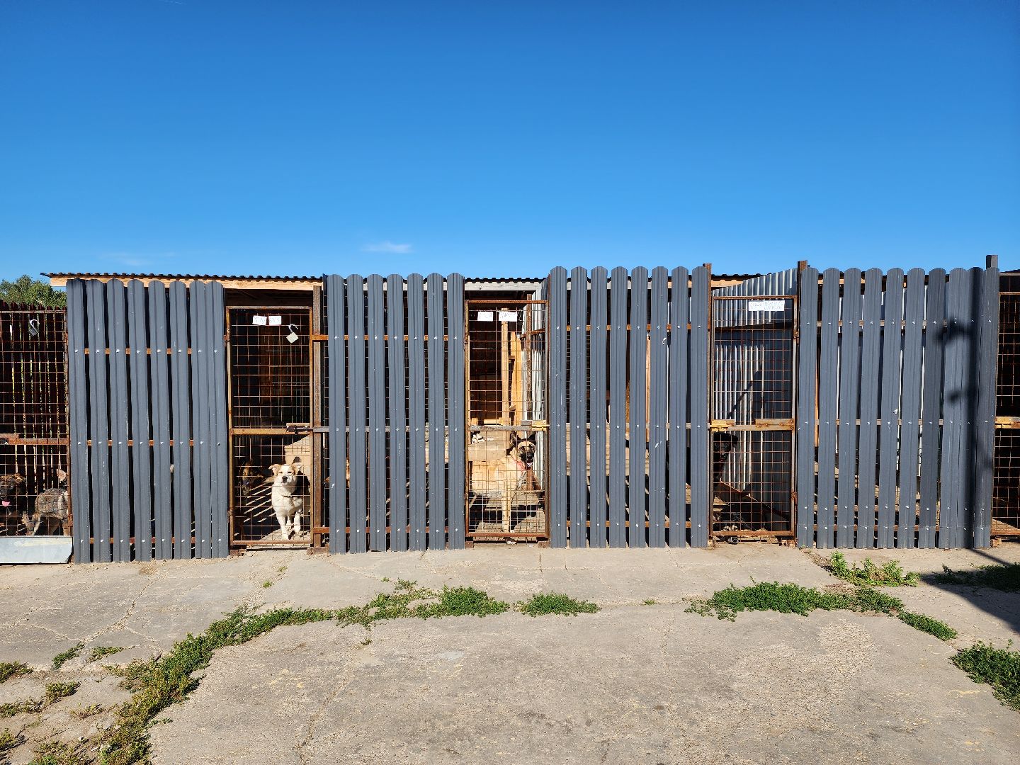 раменское, общество, приют для животных, путь домой бронницы, собачки из курской области,