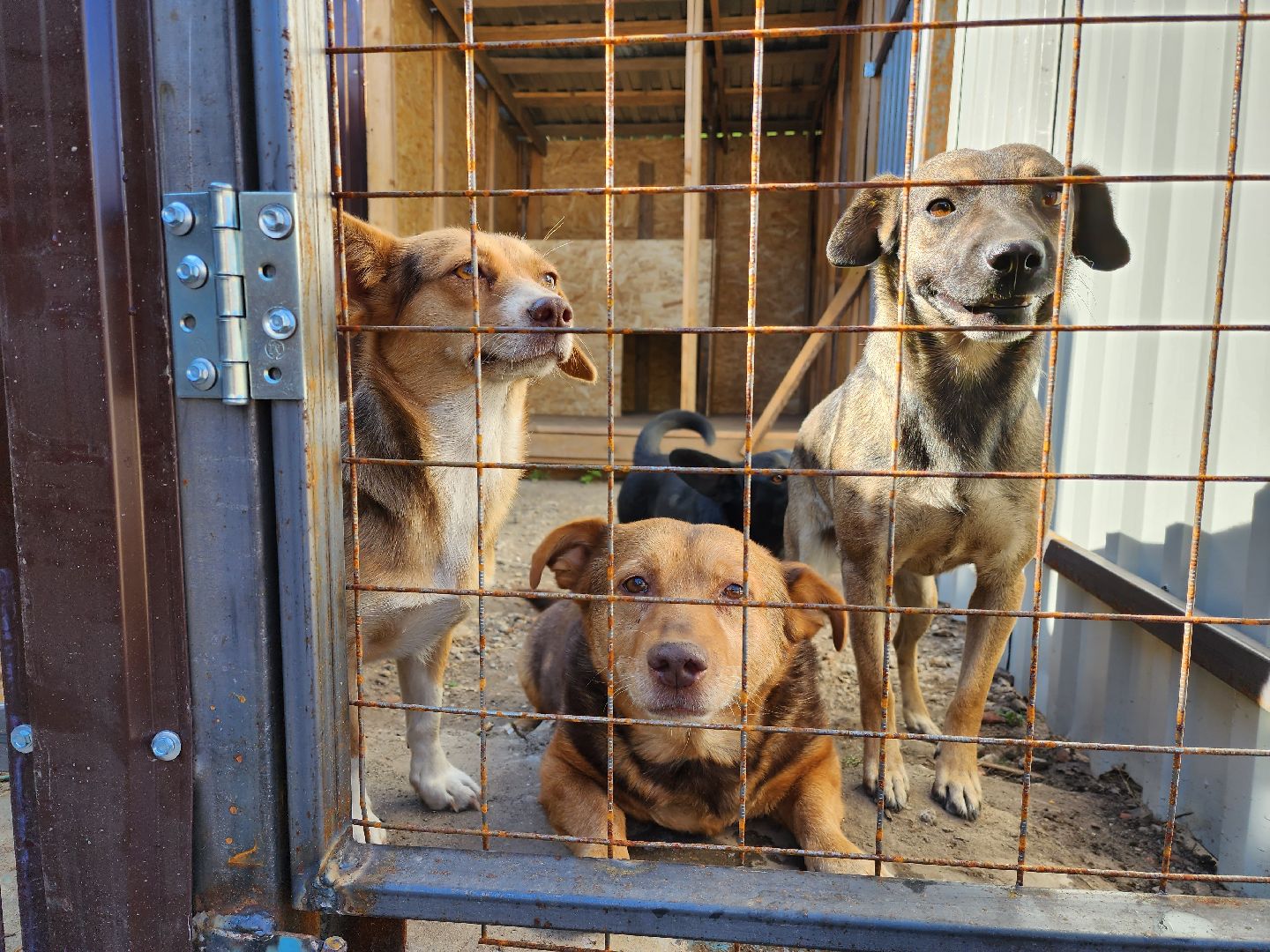 раменское, общество, приют для животных, путь домой бронницы, собачки из курской области,