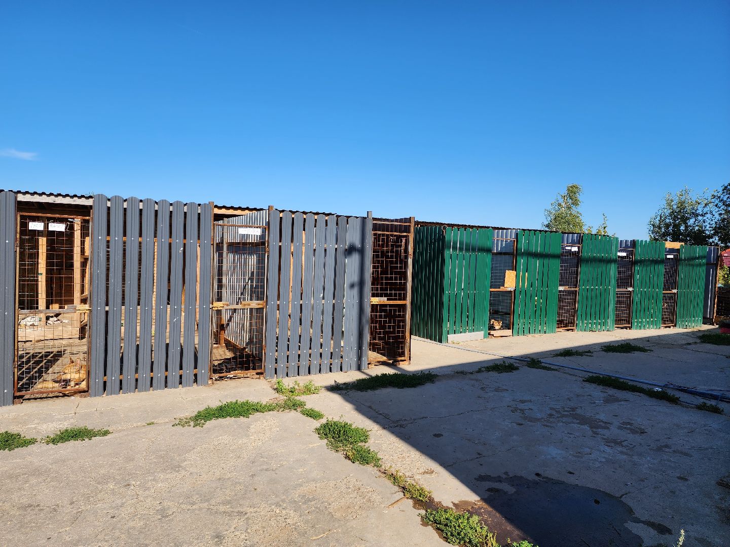 раменское, общество, приют для животных, путь домой бронницы, собачки из курской области,