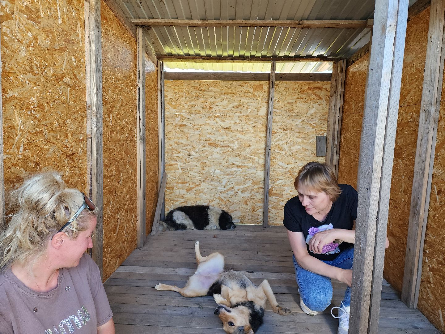 раменское, общество, приют для животных, путь домой бронницы, собачки из курской области,