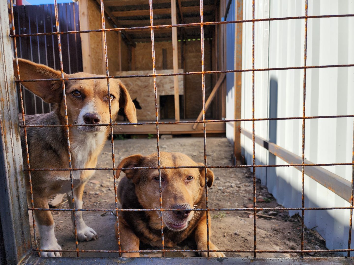 раменское, общество, приют для животных, путь домой бронницы, собачки из курской области,