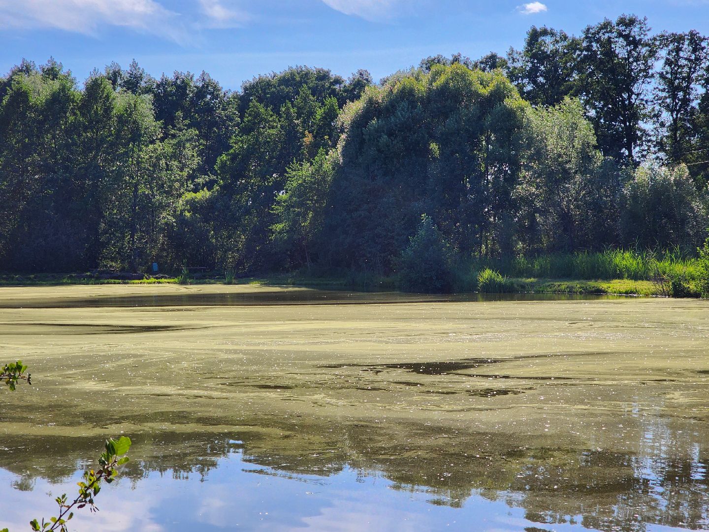 богородский городской округ, жители, общество, снт милиоратор, село кудиново,