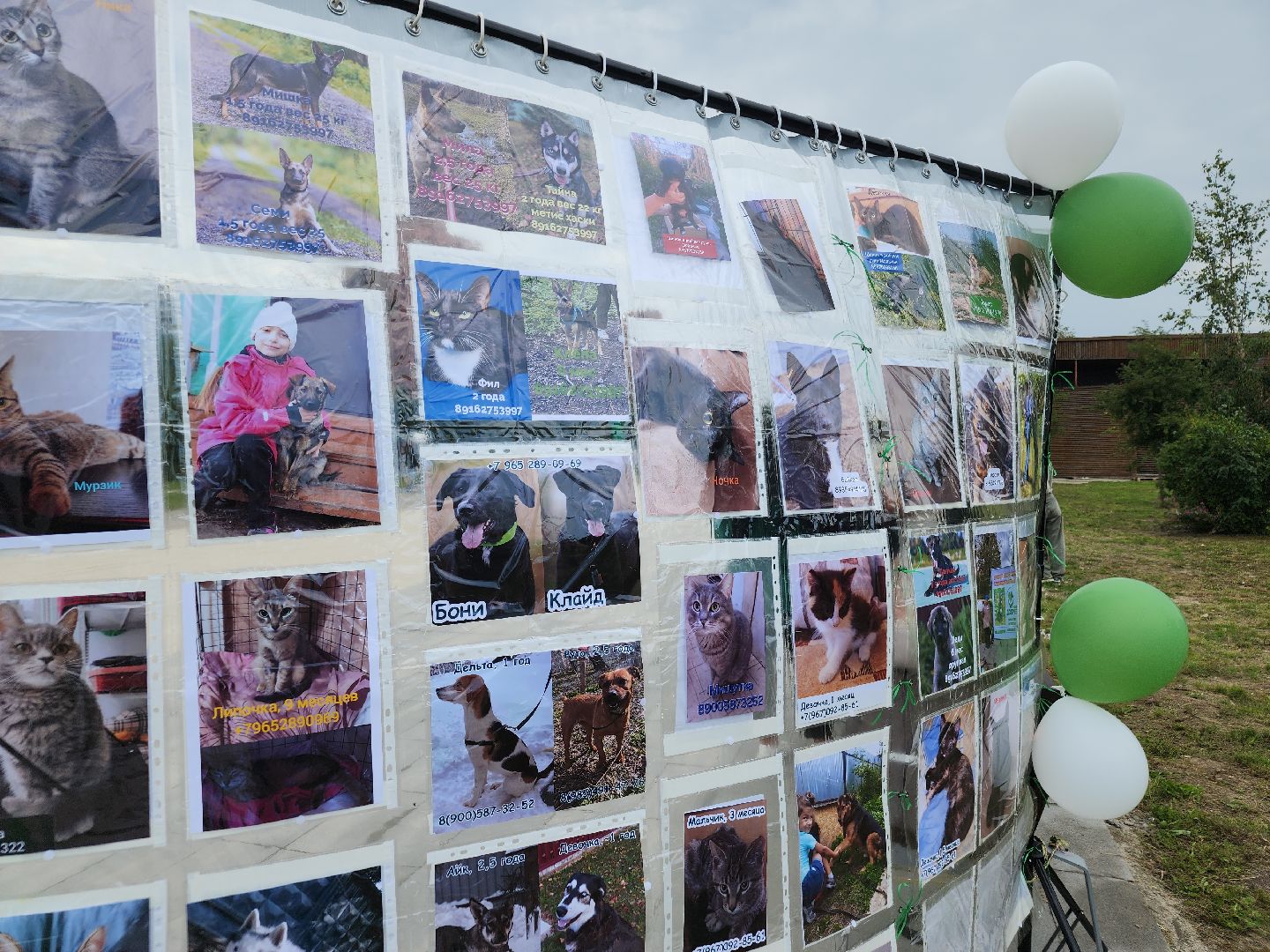 помощь бездомным животным, орехово зуево,акция в городском парке,