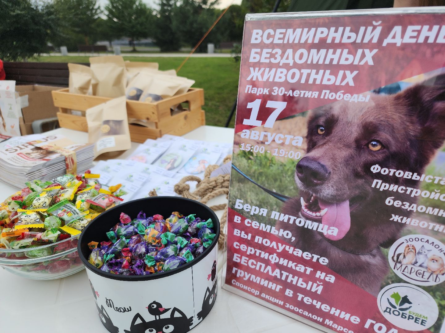 помощь бездомным животным, орехово зуево,акция в городском парке,
